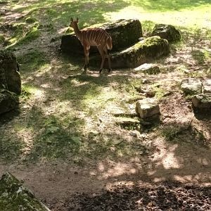 Helmeted Guineafowl and Nyala Enclosure