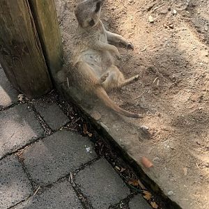 Slender tailed Meerkat