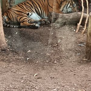 Sumatran Tiger