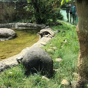 Asian small clawed Otter Enclosure