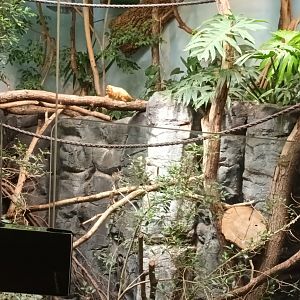 Grzimek House: Golden lion Tamarin, White faced Saki, Two toed Sloth and Southern three banded Armadillo Enclosure