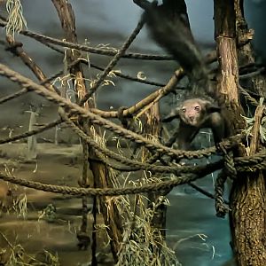 Grzimek House: Aye Aye