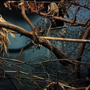 Grzimek House: Grey slender Loris