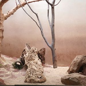 Grzimek House: Rufous Elephant Shrew Enclosure