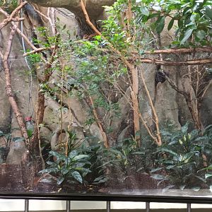 Grzimek House: Lesser mouse Deer Enclosure