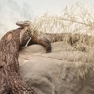 Grzimek House: Komodo Dragon