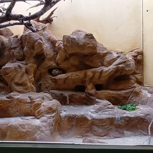 Grzimek House: Gundi Enclosure