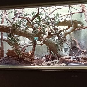 Grzimek House: Cotton top Tamarin, Golden Lion Tamarin and Southern Tamandua Enclosure