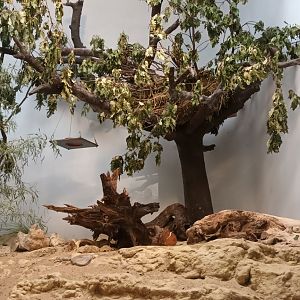 Grzimek House: Sociable Weaver, Black cheeked Lovebird and Cape ground Squirrel Enclosure