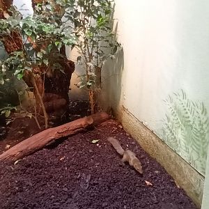Grzimek House: Northern Tree Shrew