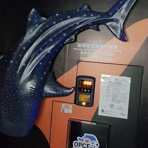 Whale Shark Model