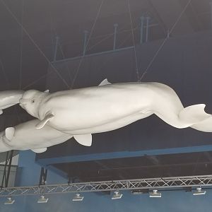 Beluga Model