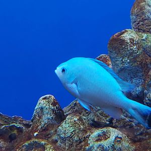 Blue-green Chromis