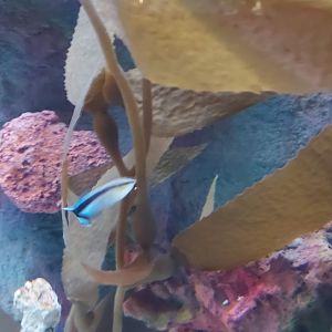 Bluestreak Cleaner Wrasse