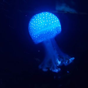 Spotted Jellyfish