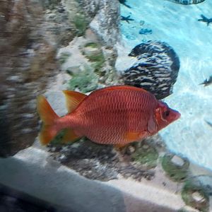 Giant Squirrelfish