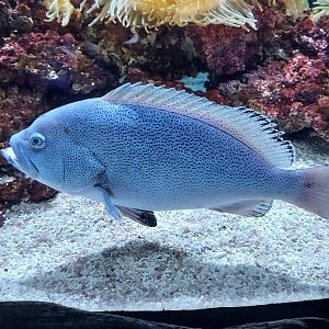 Speckled Blue Grouper
