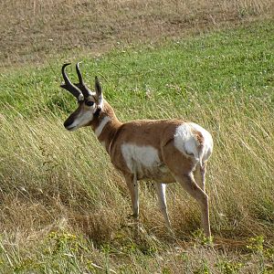 Pronghorn (Antilocapra americana)