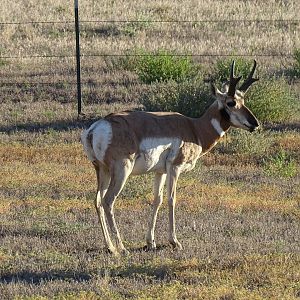 Pronghorn (Antilocapra americana)