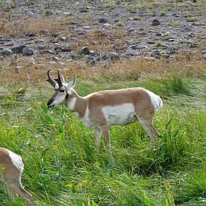 Pronghorn (Antilocapra americana)