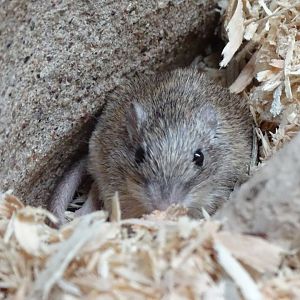 Desert pocket mouse (Chaetodipus penicillatus)