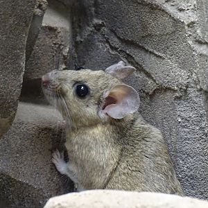 White-throated woodrat (Neotoma albigula)