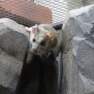 White-throated woodrat (Neotoma albigula)