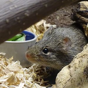 Hispid cotton rat (Sigmodon hispidus)
