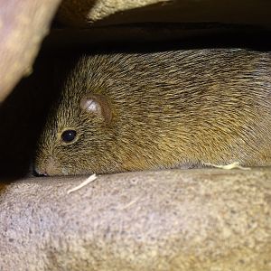 Hispid cotton rat (Sigmodon hispidus)