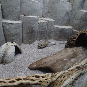 Merriam's kangaroo rat (Dipodomys merriami)