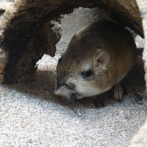 Merriam's kangaroo rat (Dipodomys merriami)