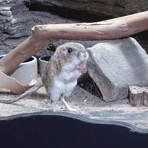 Banner-tailed kangaroo rat (Dipodomys spectabilis)