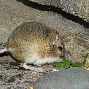 Banner-tailed kangaroo rat (Dipodomys spectabilis)
