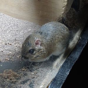Banner-tailed kangaroo rat (Dipodomys spectabilis)