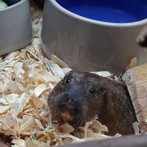 Botta's pocket gopher (Thomomys bottae)