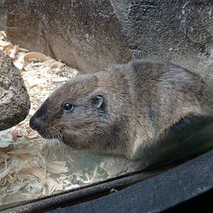 Botta's pocket gopher (Thomomys bottae)