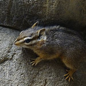 Cliff chipmunk (Tamias dorsalis)