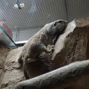 Round-tailed ground squirrel (Xerospermophilus tereticaudus)