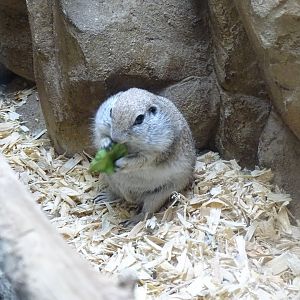 Round-tailed ground squirrel (Xerospermophilus tereticaudus)