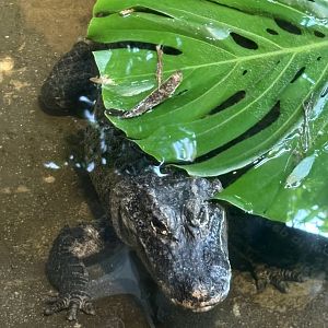 Chinese Aligator