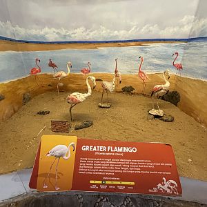 Bird Gallery Diorama