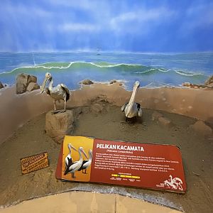 Bird Gallery Diorama