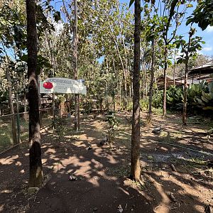 Demoiselle Crane Exhibit