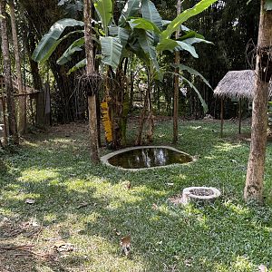 Lesser Adjutant Exhibit