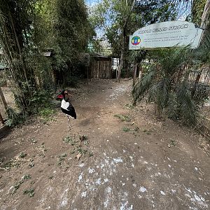 Saddle-billed Stork Exhibit