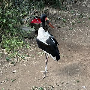 Saddle-billed Stork