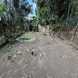 Grey Crowned Crane Exhibit