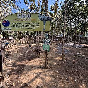 Emu Exhibit