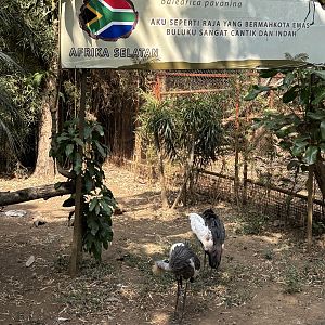 Black Crowned Crane Exhibit
