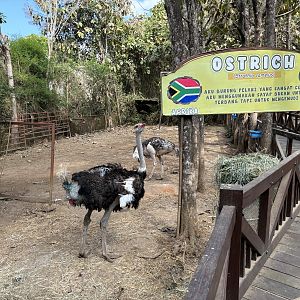 Ostrich Exhibit